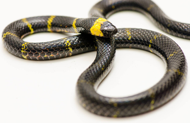 Texas coral snake (Micrurus tener; melanistic) — photo credit: Tyler Sladen